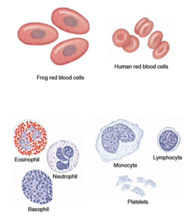 <ul><li><p>Number of white blood cells in blood</p></li><li><p>More WBCs means immune response</p></li><li><p>Tumor cells in blood if cancer is stage 4</p></li><li><p>Blood chemistry changes caused by cancer disrupting tissues</p></li><li><p>Calcium, enzymes, ions</p></li><li><p>Presence of cancer produced proteins</p></li></ul>