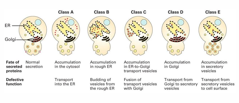 <ul><li><p>Class A: Accumulates in cytosol </p></li><li><p>Class B: Accumulates in ER</p><ul><li><p>Defect in vesicle transport out of ER</p></li></ul></li><li><p>Class C: Accumulates in ER to Golgi transport vesicles</p></li><li><p>Class D: Accumulates in in GA </p><ul><li><p>Defect in forming vesicles to leave GA </p></li></ul></li><li><p>Class E: Accumulates in secretory vesicles to secrete out of cell </p></li></ul><p></p>