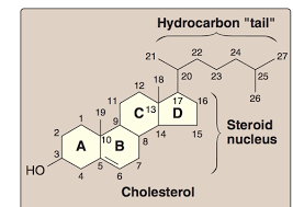 <p>Steroid</p>