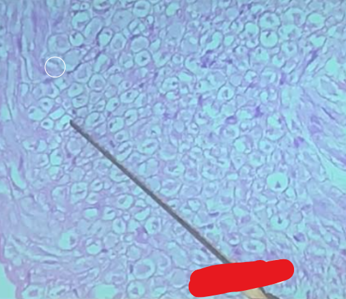 <p>Label the LAYER around the axon</p>