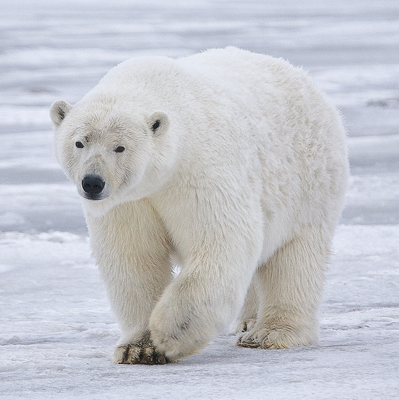 <p>Polar Bear</p>