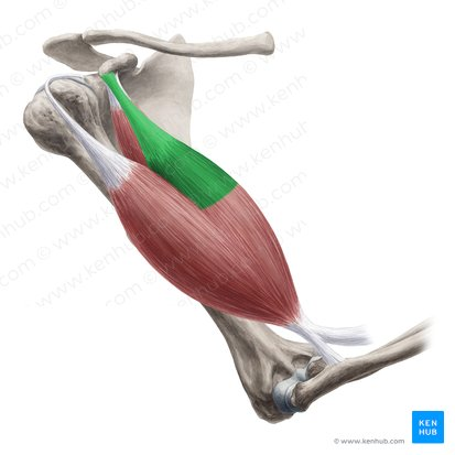 this muscle’s origin is ___ (specific head)
