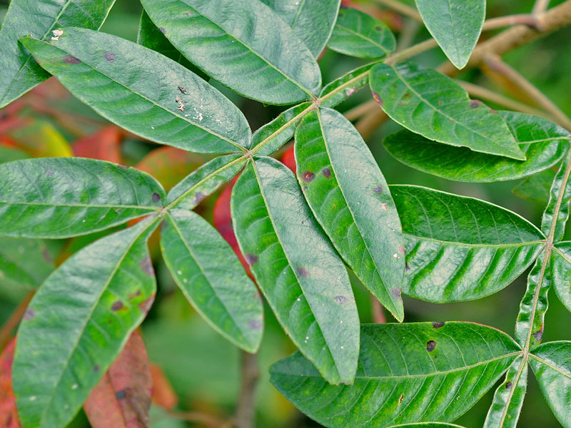 <p>Winged Sumac</p>