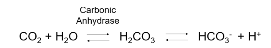 <ul><li><p>adding or subtracting bicarbonate lowers or raises H<sup>+</sup> therefore influencing ph </p></li><li><p>the kidney regulates bicarbonate HCO<sup>-</sup><sub>3 </sub></p></li><li><p>so it regulates ph <sub><sup> </sup></sub></p></li></ul><p></p>