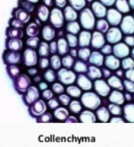 * Used to **provide strength and flexibility** to the growing parts of leaves and stems 
* Have **unevenly thickened cell walls**, elongated cells
* May have chloroplasts
* Some food storage in roots and fruits 