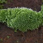 <p>Silver moss</p>