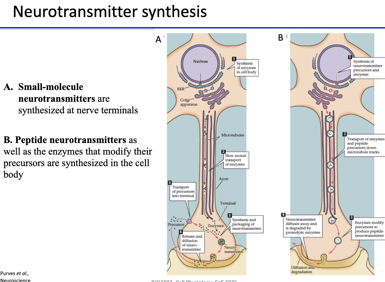 <ul><li><p><strong>Small-molecule neurotransmitters:</strong> synthesized at <strong>nerve terminals</strong> by local enzymes.</p></li><li><p><strong>Peptide neurotransmitters:</strong> synthesized in <strong>cell body</strong> along with modifying enzymes → transported down axon.</p></li></ul><p></p>