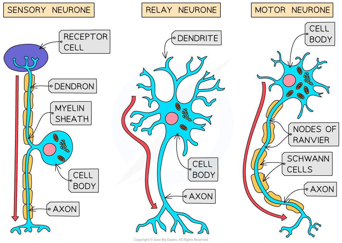 <p>Motor neurone:</p><p>- Large cell body on one end</p><p>- Nucleus is always in cell body</p><p>- Highly branched dendrites from cell body (high SA for axon terminals)</p><p></p><p>Relay neurone:</p><p>- Short</p><p>- Highly branched</p><p>- Many axons and dendrites</p><p></p><p>Sensory neurone:</p><p>- Cell body branches off in the middle</p><p>- Long dendron that carries impulse to cell body/ long axon to carry impulse away from cell body</p>