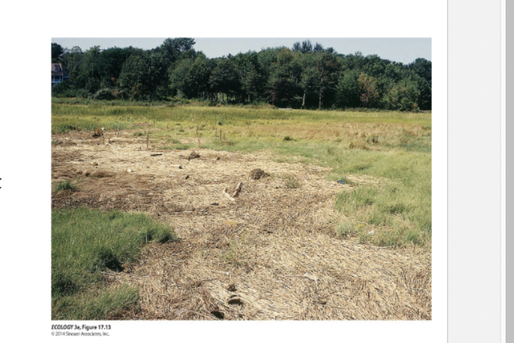 <p>Figure 17.13- What is Wrack?</p>