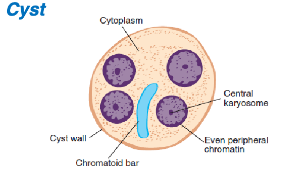 <ol><li><p>central</p></li><li><p>even</p></li><li><p>1-4</p></li><li><p>granular, rounded chromatoid bars, glycogen mass</p></li><li><p>normal</p></li></ol><p></p>