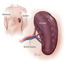 <p>located in abdomen, no digestive function </p>