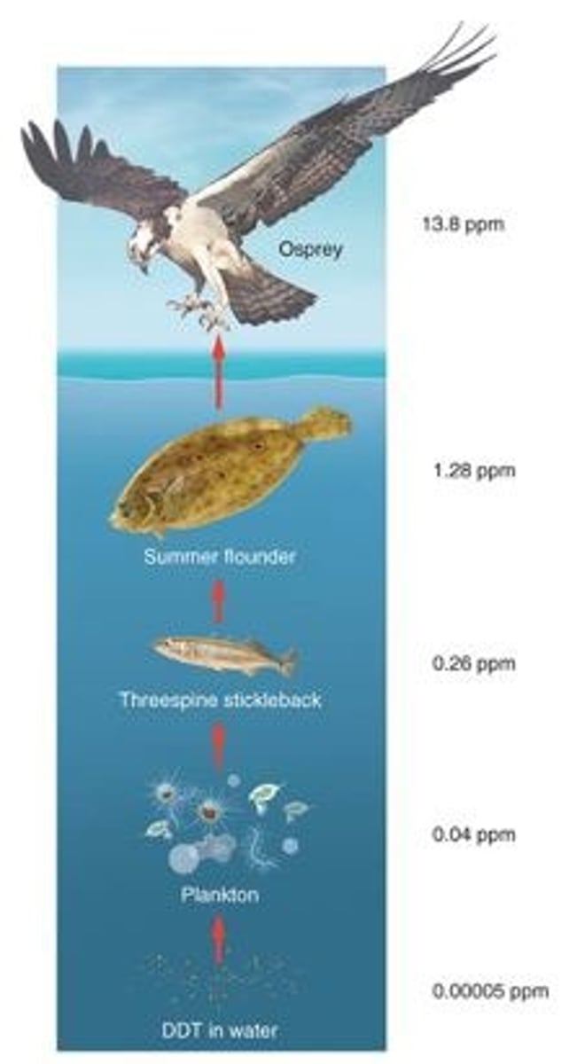 <p>What level has the highest concentration of toxins in the food web?</p>