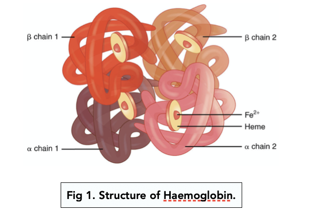 <ul><li><p>Have a tertiary &amp; quaternary structure, held together by hydrogen/ionic bonds &amp; disulphide bridges → hydrophilic on the outside &amp; hydrophobic on the inside</p></li><li><p>Haemoglobin is composed of four globular (2 alpha &amp; 2 beta) polypeptide chains (globins). Each chain contains a prosthetic haem group, with Fe<sup>2+</sup> in the centre</p></li></ul><p></p>