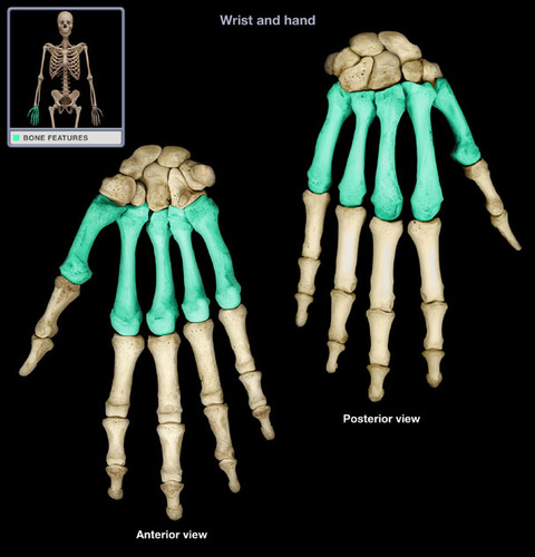 <p>5 bones ( one in each finger, like metatarsals) 1 - 5 ( pinkie finger</p>