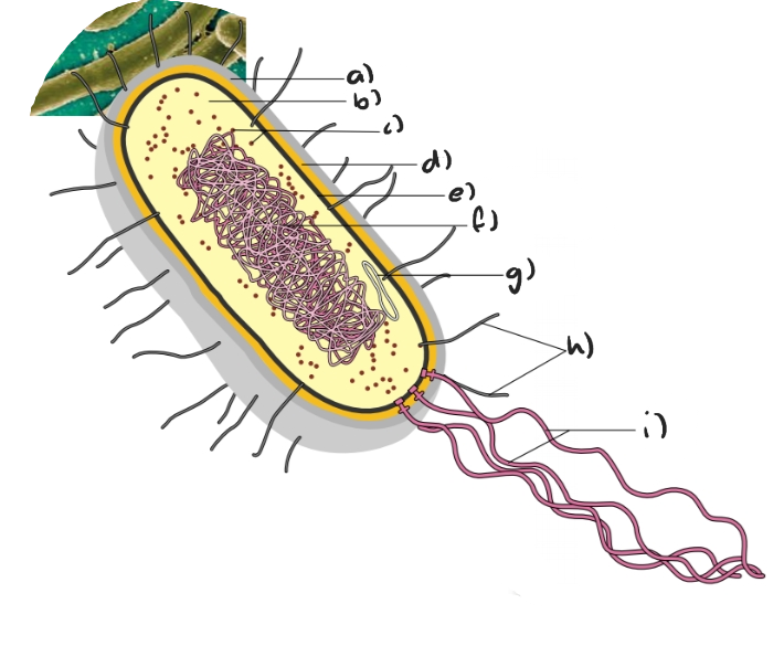 Label the following diagram of a prokaryotic cell