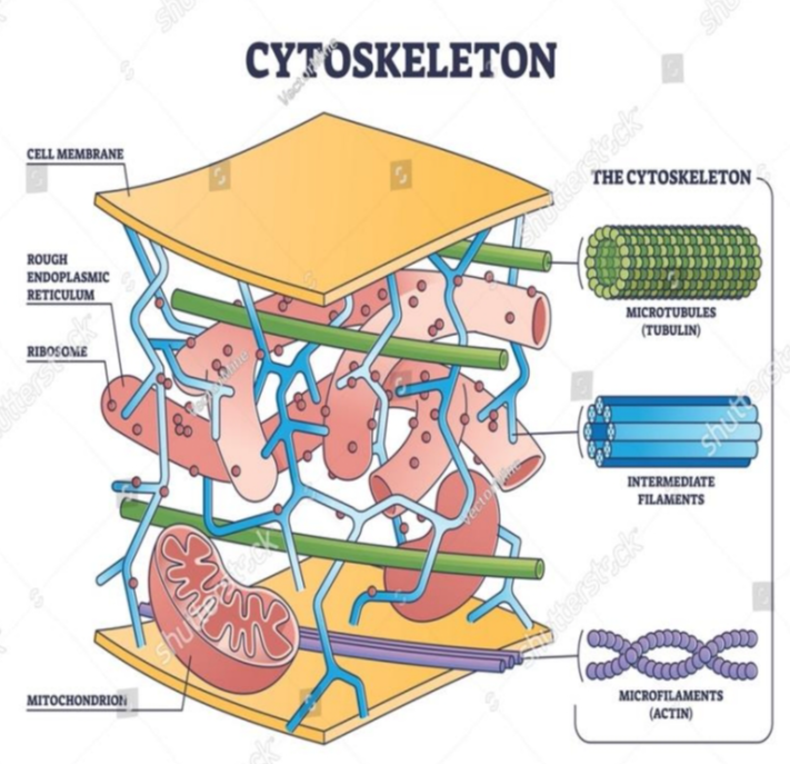 <p>3 types of fibers within the cytoskeleton </p>