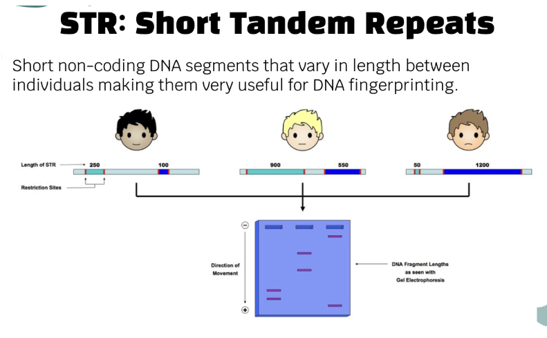 <p>short non-coding DNA segments that vary in length between individuals making them very useful for DNA fingerprinting</p>
