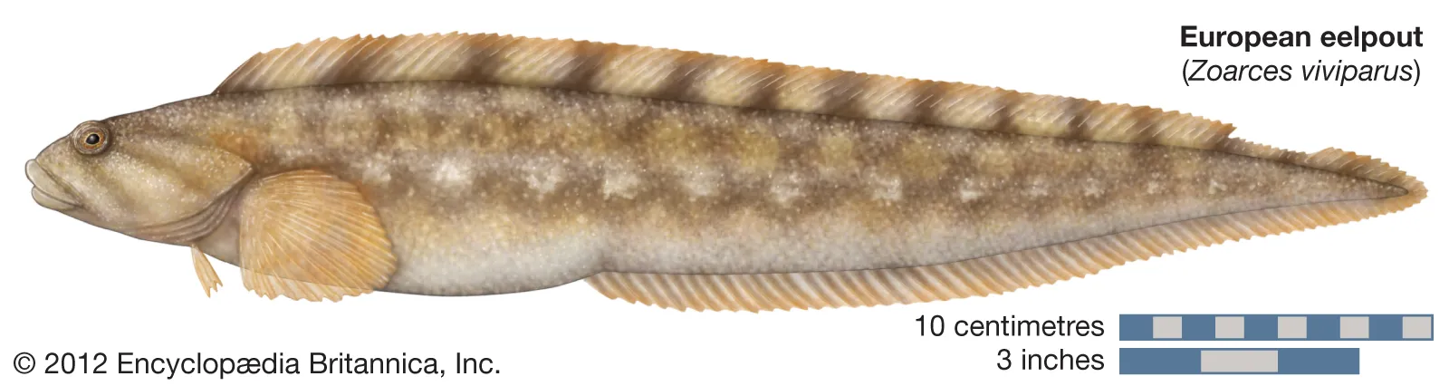 <p>Zoarcidae</p>