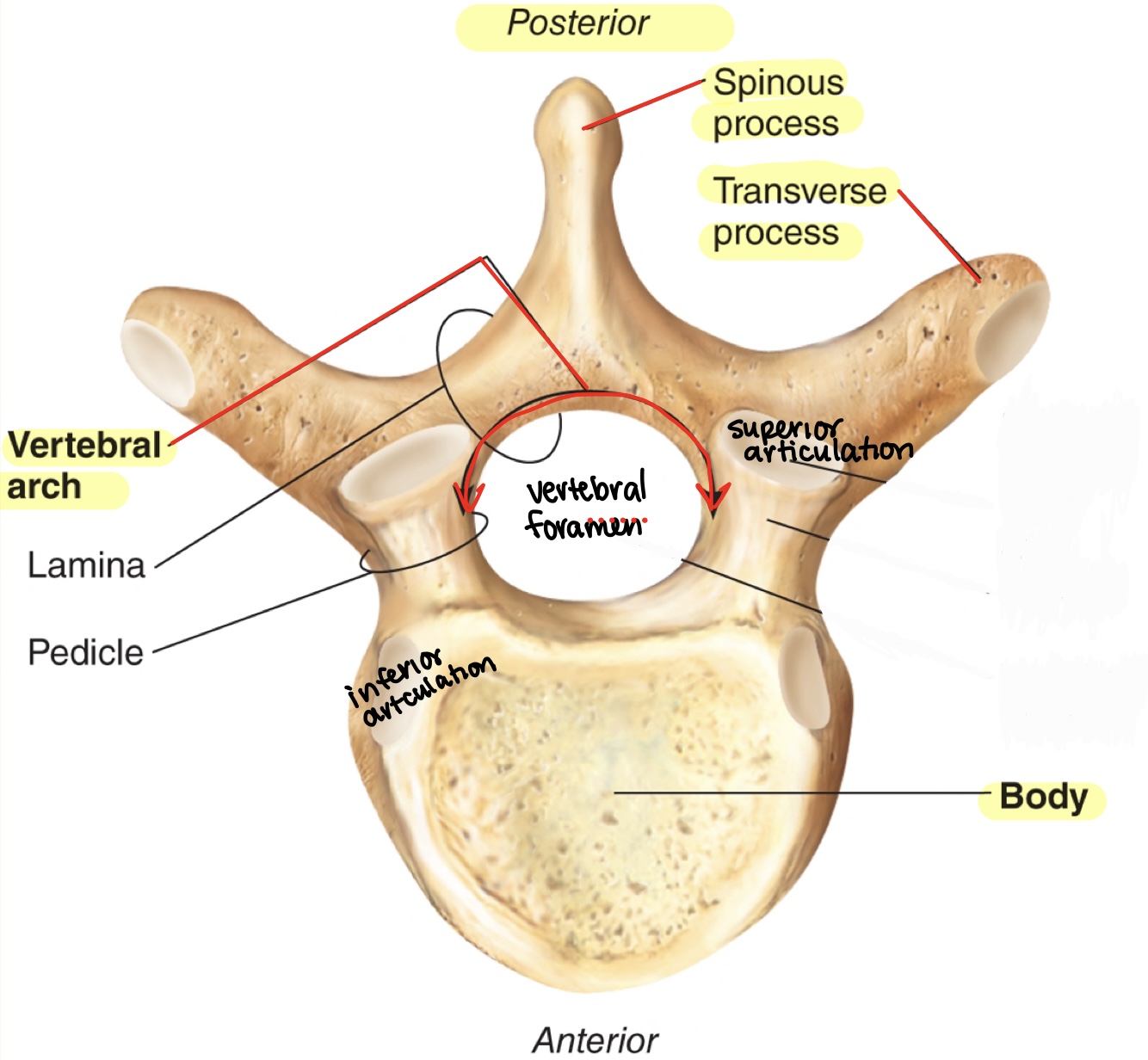 <ul><li><p><mark data-color="blue">Body:</mark> thick part that will have the annulus fibrosis and nucleus pulposus</p></li><li><p><mark data-color="blue">Vertebral arch:</mark> posterior arch of vertebral foramen</p></li><li><p><mark data-color="blue">Vertebral foramen:</mark> opening for spinal chord</p></li><li><p><mark data-color="blue">Spinous process:</mark> posterior bone projection</p></li><li><p><mark data-color="blue">transverse process:</mark> outer projections</p></li><li><p><mark data-color="blue">superior/inferior articulation process/facets:</mark> joints that connect other vertebrae together</p></li></ul>