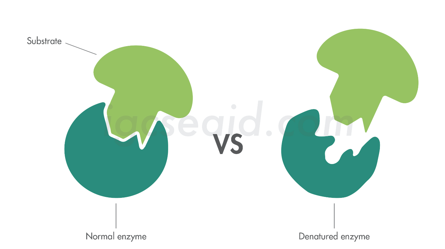 <p>Explain how enzymes can be denatured due to changes in the shape of the active site</p>