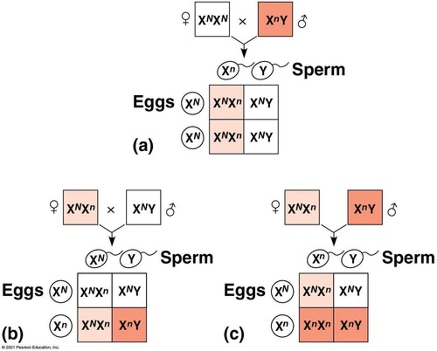 <p>Genes located on either sex chromosome; Y-linked genes are on the Y chromosome, while X-linked genes are on the X chromosome.</p>
