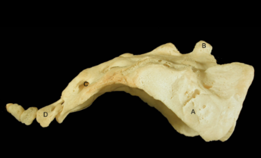<p>Identify the structures of the Sacrum &amp; Coccyx - Lateral View</p>