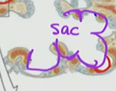 <p>D. Alveolar sac</p>