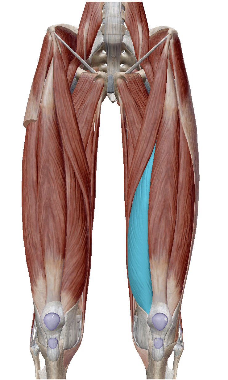 <p>Identify the highlighted muscle</p>