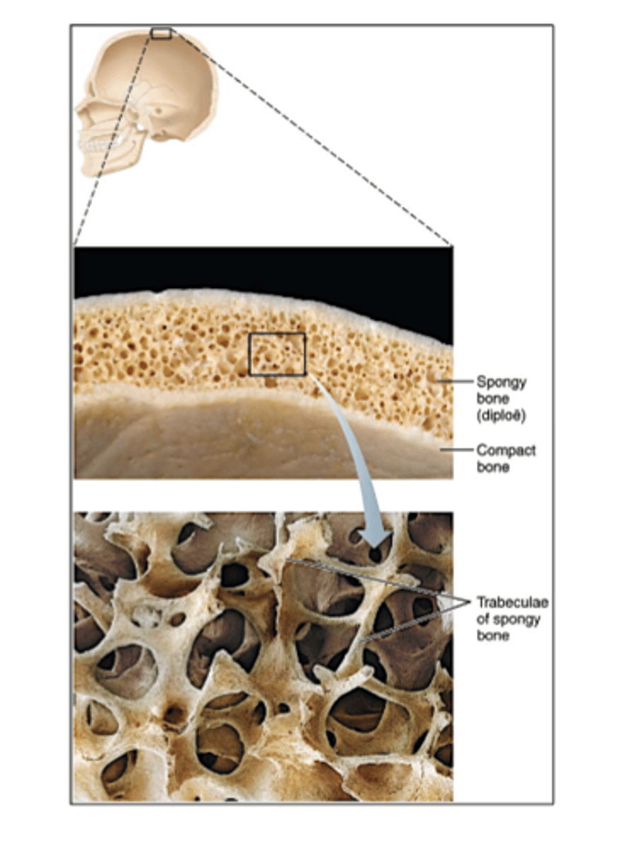 <p>the process by which flat bones (like the skull and clavicles) form directly from soft mesenchymal tissue ( embryonic connect tissue) without a cartilage model. </p><p>This process creates spongy bone in the center, with a thin layer of compact bone surrounding it.</p>