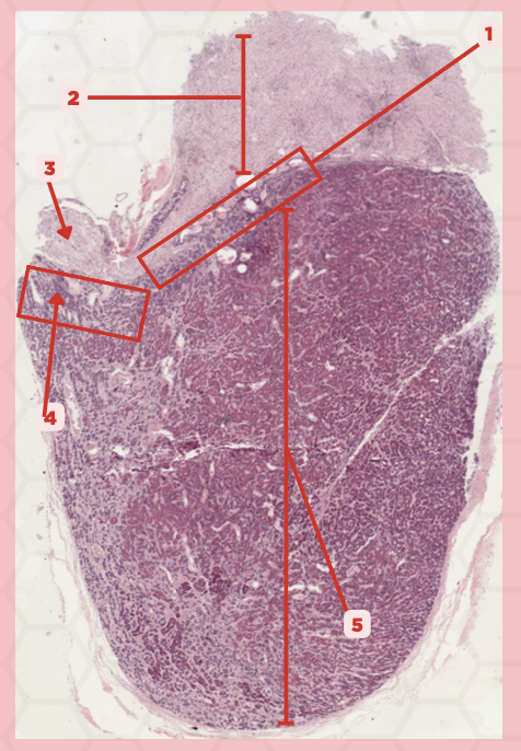 <p>Identify the structure labeled as 2.</p>