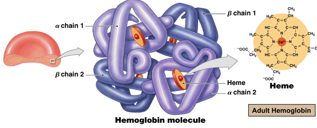 <p>Function: Gas transport → majority of oxygen in blood is bound to hemoglobin</p><p></p><ul><li><p>hemoglobin quaternary structure (multiple proteins) made of</p><ul><li><p>4 hemes and 4 globin proteins </p></li><li><p>each globin gets 1 heme</p><ul><li><p>2 alpha chains</p></li><li><p>2 beta chains</p></li><li><p>heme</p></li></ul></li></ul></li></ul><p></p><ul><li><p>each RBS contains 280 million hemoglobin molecules → carry 1 billion oxygen molecules</p></li></ul><p></p><ul><li><p><strong>Heme </strong>= iron containing pigment complex</p><ul><li><p>oxygen reversibly binds to iron in heme</p><ul><li><p><strong>Oxyhemoglobin </strong>→ oxygen bound to hemoglobin (bright red)</p></li><li><p><strong>Deoxyhemoglobin </strong>→ oxygen removed from hemoglobin (darker red)</p></li></ul></li></ul></li></ul><p></p>