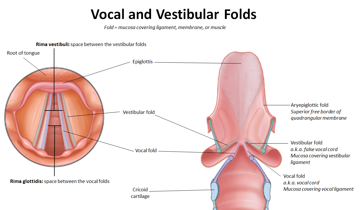 <ul><li><p><strong>Rima vestibuli:</strong> space between the <strong>vestibular folds</strong></p></li><li><p><strong>Rima glottidis:</strong> space between the <strong>vocal folds</strong></p></li></ul><p></p>