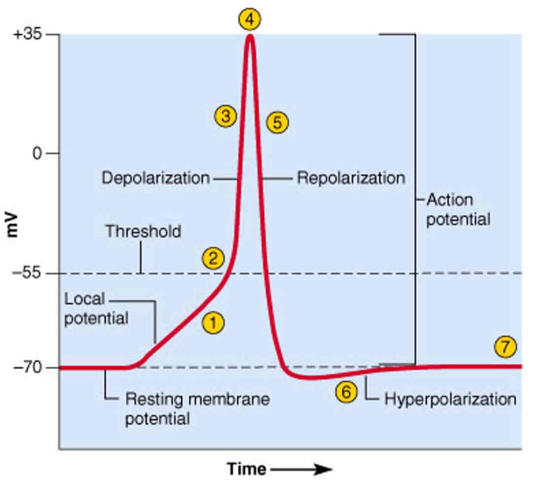 <p>Depolarization</p>