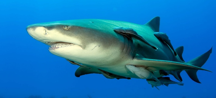 +/0 Relação em que uma espécie se beneficia (geralmente em alimentação) e a outra não é afetada. Ex.: rêmora com tubarão, crustáceos vivendo em esponjas.