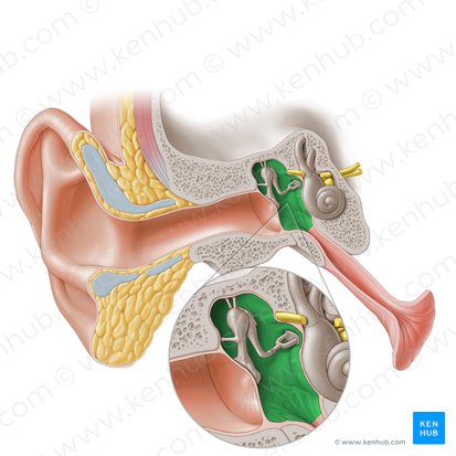 <p><strong>_____ Ear</strong></p><p>• located in the temporal bone and houses the auditory ossicles</p><p>– “Six sided box”</p>