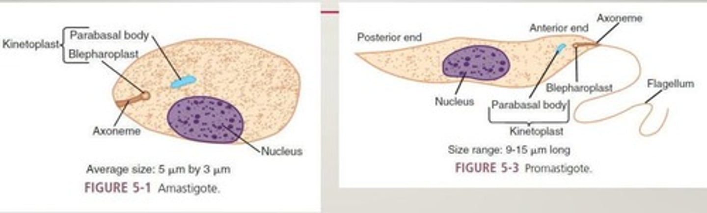 <p>Leishmania spp. and Trypanosoma spp.</p>