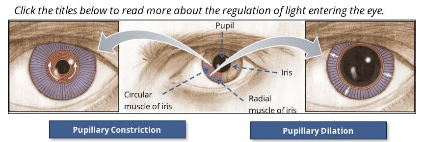 <p>Caused by <strong>parasympathetic stimulation. </strong>A set of muscle is organiced in a circular fashion around the pupil and the muscles constrict to make the pupil smaller</p>