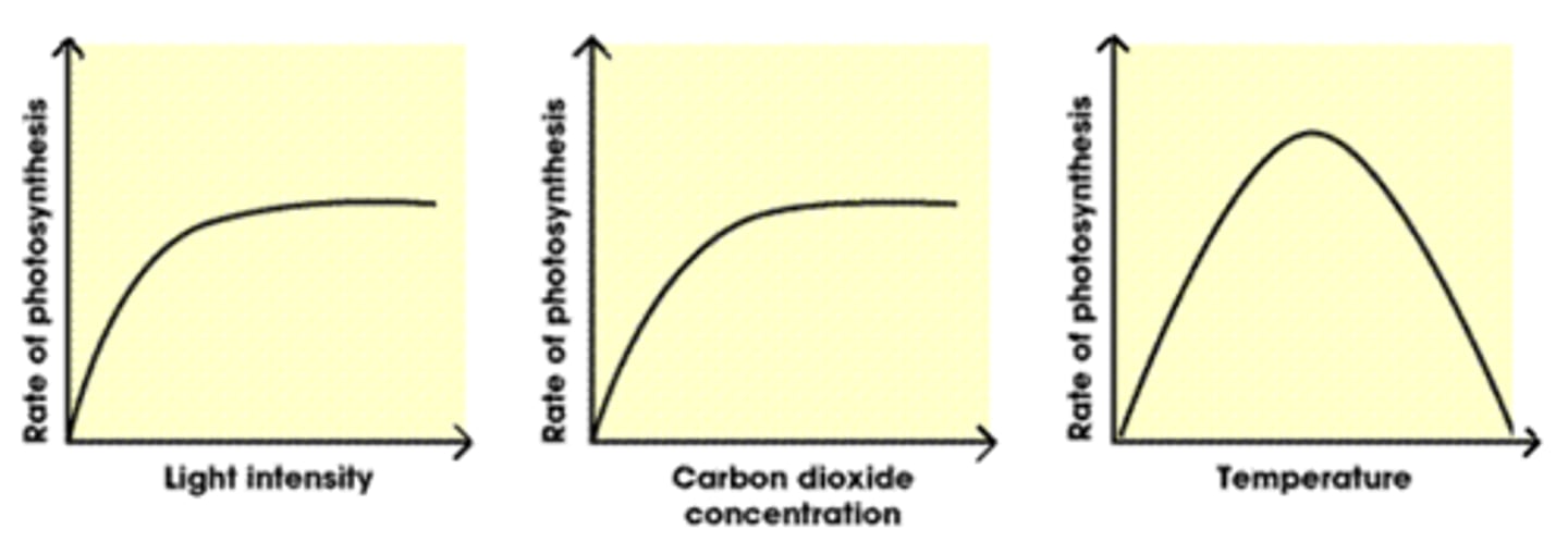 <p>The amount of light, carbon dioxide, water and temperature</p>