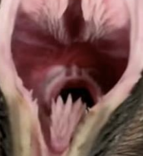 <p>What type of tracheal bifurcation in penguins makes them difficult to intubate?</p>