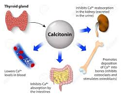<p><strong>regulate</strong> <span style="color: blue"><strong>calcium levels</strong></span> in the <strong>blood</strong></p><p><span style="color: red"><strong>- decreases calcium </strong></span></p>