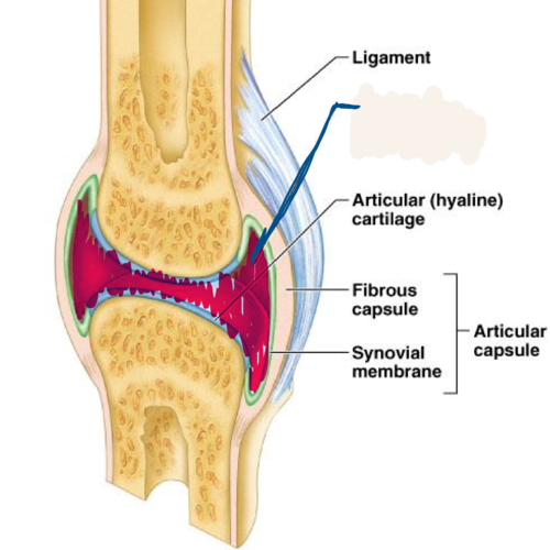 <p>contains synovial fluid is called</p>