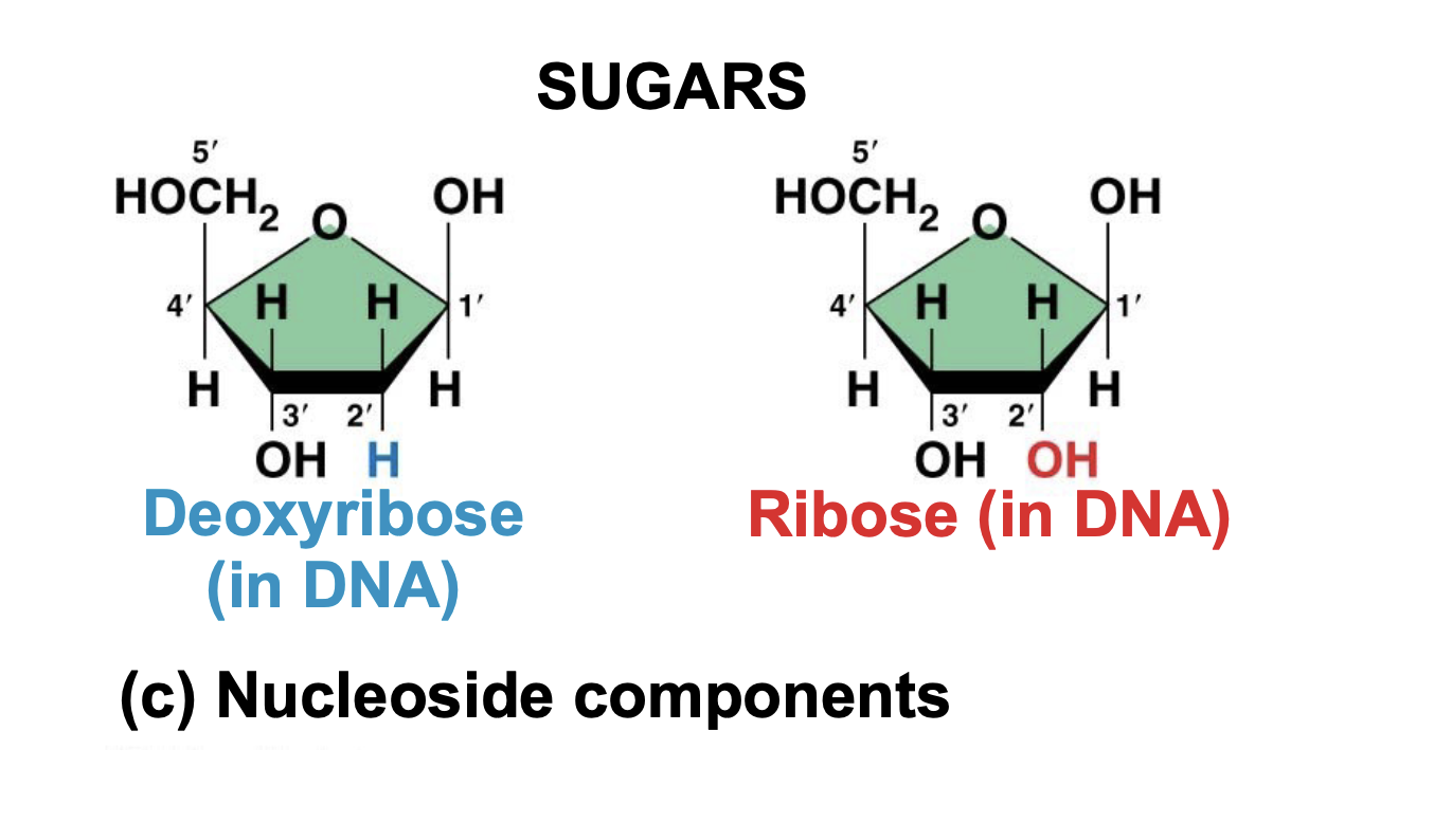 <p>.DNA uses thymine, whereas RNA uses uracil instead.</p><p>. DNA and RNA also differ in the sugar used in their nucleotides.</p>