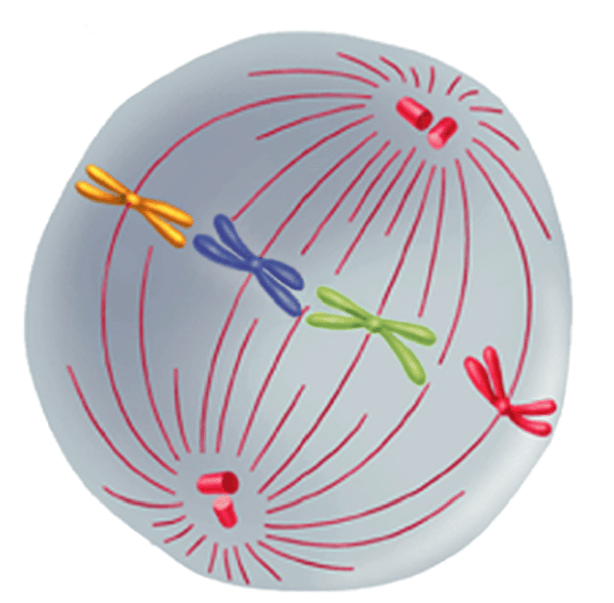 <p>The second phase of mitosis is metaphase; chromosomes line up single file across the center of the cell (equator); kinetochore microtubules connect the centromere of each chromosome to the centrosomes at the poles; polar microtubules connect the centrosomes at each pole to each other</p>