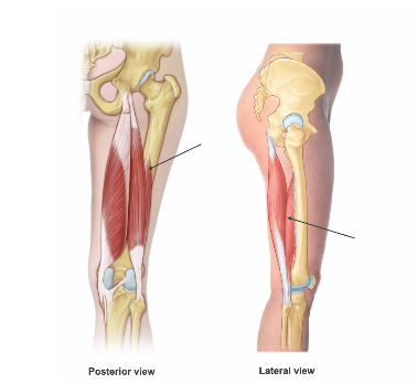 <p>whats short head of bicep fem innervated by </p>