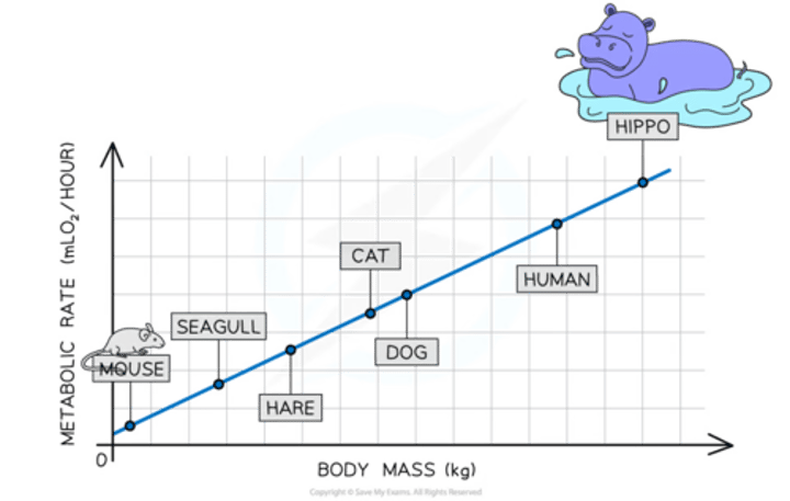 <p>amount energy expended by that organism within given period of time<br>(it increases with body mass)</p>