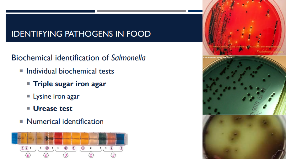 <p>Salmonella has a specific set of metabolic traits that distinguish it from other bacteria. Therefore, biochemical testing can be really useful. What tests are they?</p>