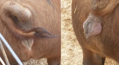 <p>Which sow is in heat (left or right)?</p>