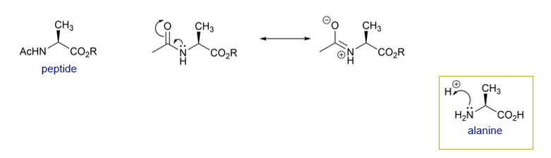 <p>Alanine can be easily protonated In its isolated form, but when part of a peptide chain, with amide bonds at the amine and acid functionalities, the charge is distributed differently</p><p>The nucleophilicity of the lone pair on N is now less as a result of the resonance stabilisation afforded by the carbonyl adjacent to the N</p>