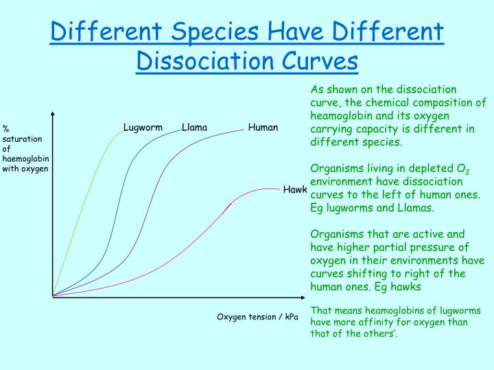 <p>Lugworms have a greater affinity to oxygen compared to human haemoglobin - this is seen as a shift to the left.</p><p>This allows them to load oxygen at lower partial pressures than humans in order to load as much oxygen as possible which is necessary because lugworms live in sandy condition = less oxygen available.</p>