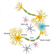 <p>Cells of the nervous system that support, regulate, and augment the functions of neurons; they also play a role in learning, thinking, and memory</p>